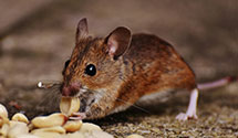 24 Hour & Emergency Exterminators in Munnsville, NY